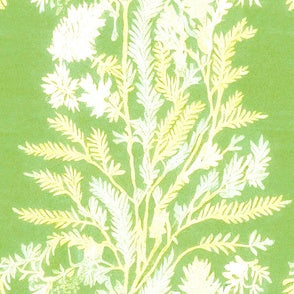 Fern Stripe I 9